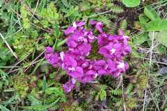 Pedicularis punctata